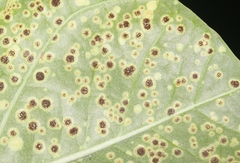 Uromyces asclepiadis