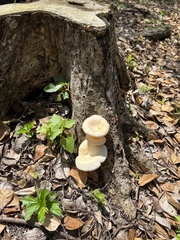 Lentinus