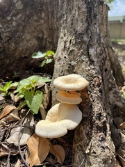 Lentinus