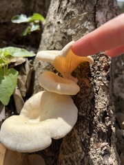 Lentinus