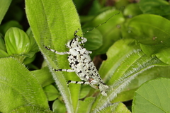 Dysonia