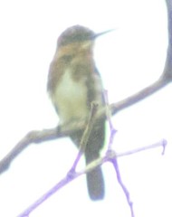 Brachygalba lugubris