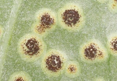 Uromyces asclepiadis