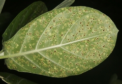 Uromyces asclepiadis