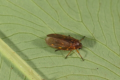 Ocoaxo septemnotatus