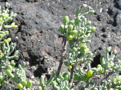 Tetraena fontanesii image