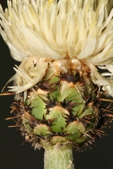 Centaurea sicula