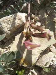 Astragalus cyprius