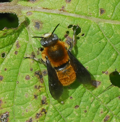 Trachusa mitchelli