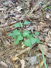 Ageratina jucunda