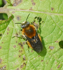 Trachusa mitchelli