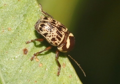 Cryptocephalus cribripennis