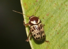 Cryptocephalus cribripennis