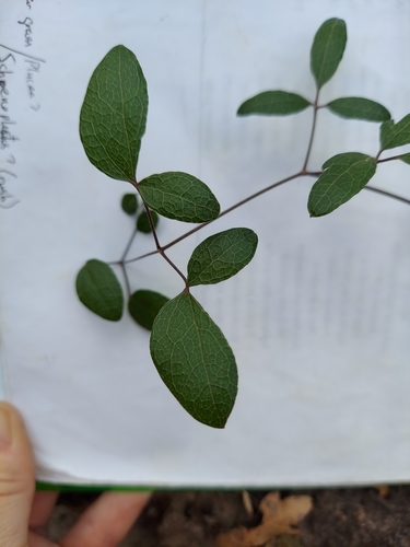 Image of Clematis reticulata by (c) Athena Philips, some rights reserved (CC BY)