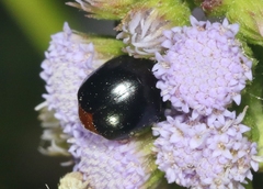 Camptodes texanus