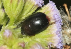 Camptodes texanus