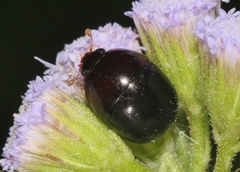 Camptodes texanus