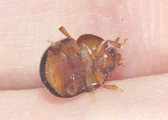 Camptodes texanus