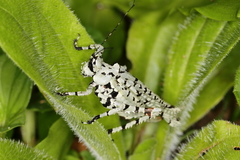 Dysonia