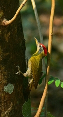 Picus xanthopygaeus