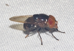 Copestylum chalybescens