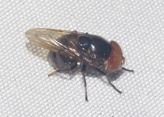 Copestylum chalybescens