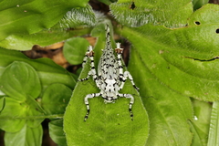 Dysonia