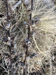 Centaurea stoebe australis