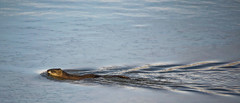 Ondatra zibethicus