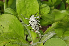 Dysonia