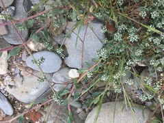 Corrigiola telephiifolia