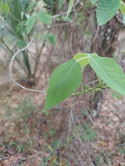 Image of Toxicodendron radicans