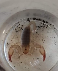 Euscorpius tauricus