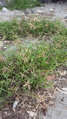 Dactyloctenium ctenoides