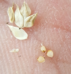 Dactyloctenium ctenoides