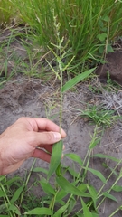 Urochloa ramosa