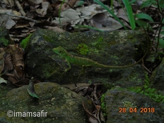 Pseudocalotes tympanistriga