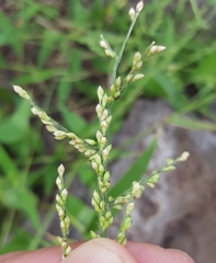 Urochloa ramosa