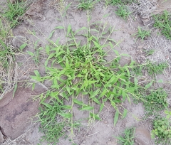 Urochloa ramosa