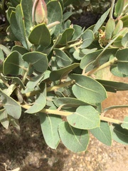 Arctostaphylos hooveri