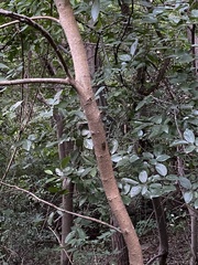 Leptosemia takanonis