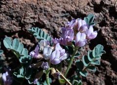 Astragalus cobrensis