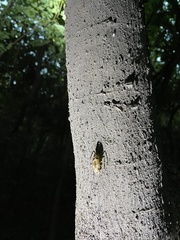 Leptosemia takanonis