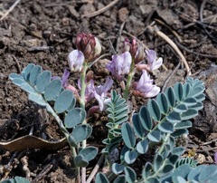 Astragalus cobrensis