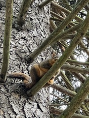 Sciurus niger
