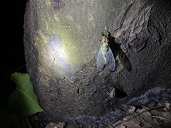 Meimuna mongolica
