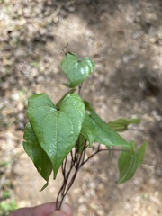 Dioscorea floridana