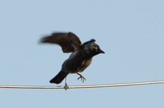 Corvus monedula