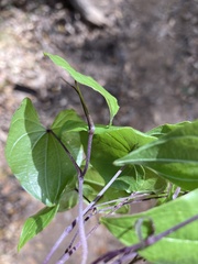 Dioscorea floridana