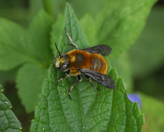 Trachusa mitchelli